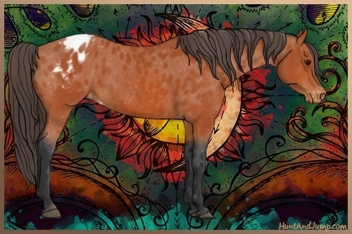 Horse Color:Bay Appaloosa 