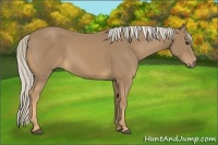 Horse Color:Palomino 