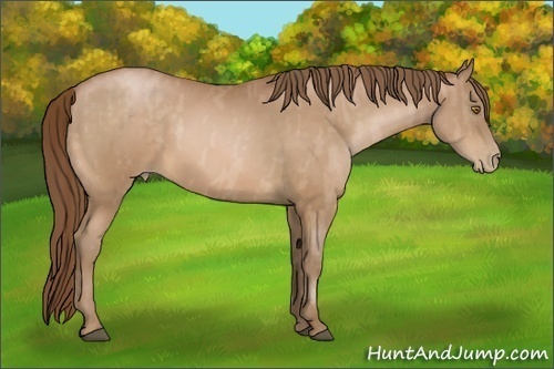 Horse Color:Bay Pearl  Brindle