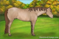 Horse Color:Bay Pearl Brindle