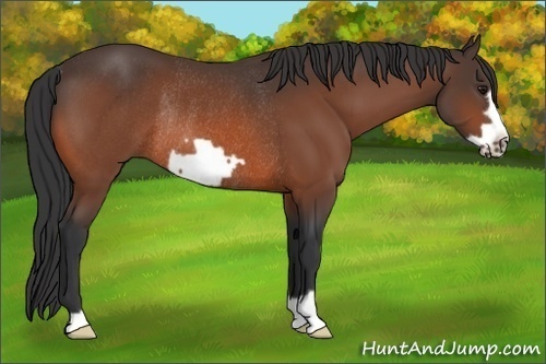 Horse Color:Bay Frame Rabicano 