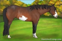 Horse Color:Bay Frame Rabicano 