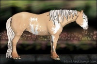 Horse Color:Silver Amber Champagne Sabino Splash Frame