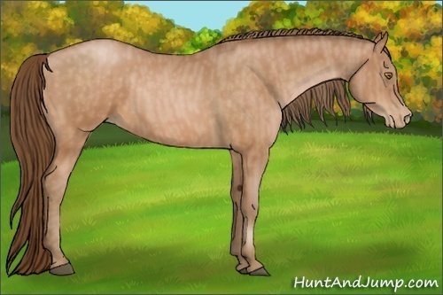Horse Color:Bay Pearl Brindle