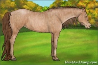Horse Color:Bay Pearl  Brindle