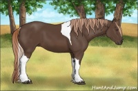 Horse Color:Liver Chestnut Tobiano Frame 