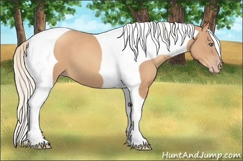 Horse Color:Gold Champagne Tobiano Frame 