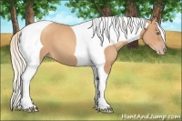 Horse Color:Gold Champagne Tobiano Frame