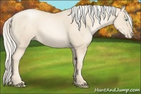 Horse Color:Gold Cream Champagne Pearl