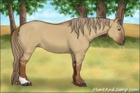 Horse Color:Red Dun Tobiano 