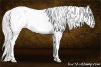 Horse Color:Silver Buckskin Pearl Appaloosa