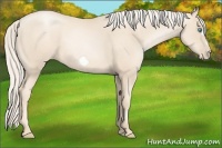 Horse Color:Gold Cream Champagne Pearl Frame 