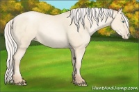 Horse Color:Silver Amber Cream Champagne Pearl 