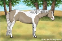 Horse Color:Silver Grullo Sabino Splash Tobiano