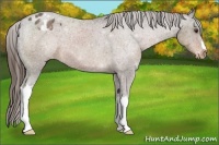 Horse Color:Liver Chestnut Appaloosa 