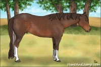Horse Color:Liver Chestnut Sabino Tobiano Rabicano