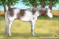 Horse Color:White Spotted Silver Black Sabino 