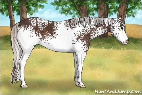 Horse Color:White Spotted Silver Bay Sabino 