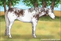 Horse Color:White Spotted Silver Bay Sabino
