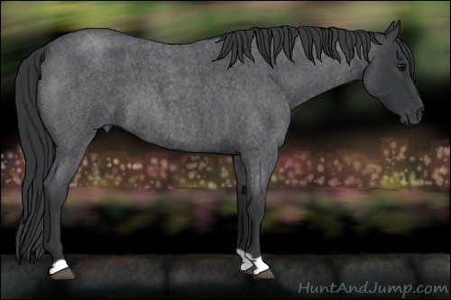 Horse Color:Blue Roan 