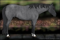 Horse Color:Blue Roan 