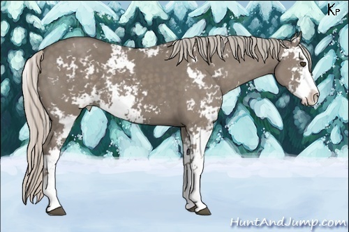 Horse Color:Silver Grullo Sabino 