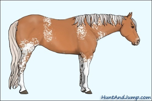 Horse Color:White Spotted Silver Bay Tobiano