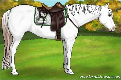 Horse Color:Chestnut Appaloosa 