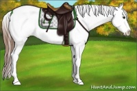 Horse Color:Chestnut Appaloosa 