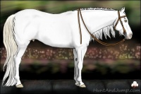 Horse Color:Gold Champagne Appaloosa 