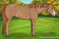Horse Color:Chestnut Splash 