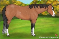 Horse Color:Bay Roan Splash Rabicano