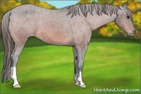 Horse Color:Bay Appaloosa 