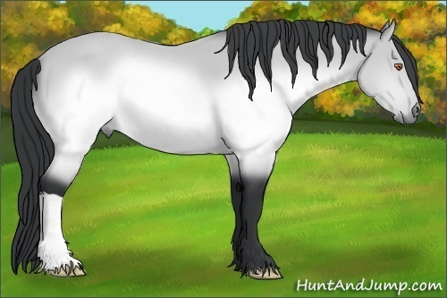 Horse Color:Brown Chinchilla 