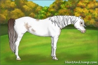 Horse Color:Classic Champagne Tobiano Frame Rabicano