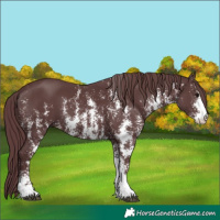 Horse Color:Chocolate Black Sabino 