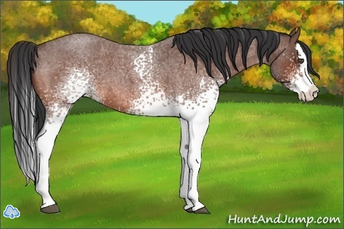 Horse Color:White Spotted Bay Roan Splash 
