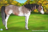 Horse Color:White Spotted Bay Roan Splash 