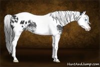 Horse Color:White Spotted Black Splash Tobiano Appaloosa