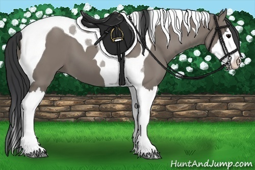 Horse Color:Grullo Splash Tobiano 