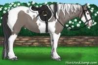 Horse Color:Grullo Splash Tobiano 