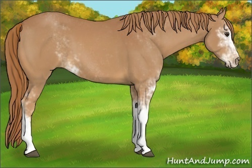 Horse Color:Chestnut Sabino 