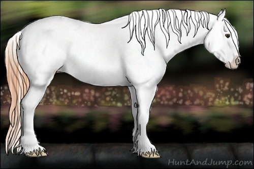 Horse Color:Classic Champagne Appaloosa