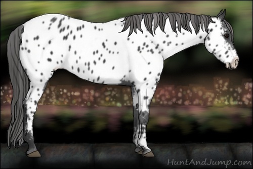 Horse Color:Black Near Leopard 