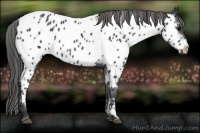 Horse Color:Black Near Leopard