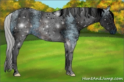 Horse Color:ERROR: UNKNOWN ANOMALY