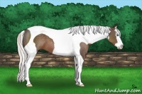 Horse Color:Silver Black Sabino Splash Tobiano 