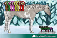 Horse Color:Silver Grullo Ice Tobiano