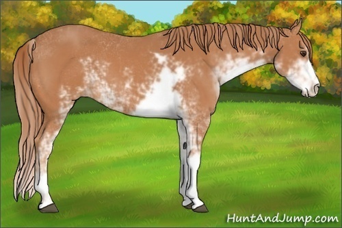 Horse Color:Chestnut Sabino