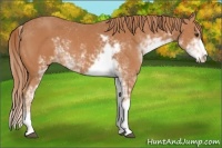 Horse Color:Chestnut Sabino 